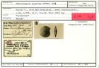 Karteikarte zum Holotyp von Amphistegina gigantea Karrer, 1865